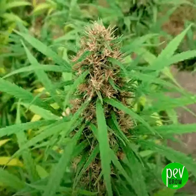 Buy Mandarine Jam Feminized Seeds by Sensi Seeds at PEV
