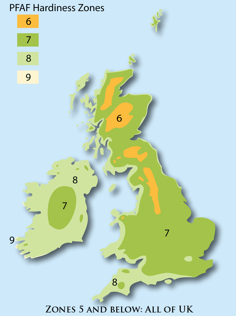 Juncus tenuis Poverty Rush PFAF Plant Database