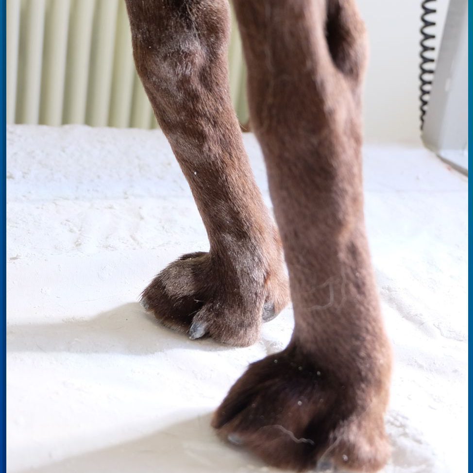 Karpalgelenk Pfaff Tierorthopädie