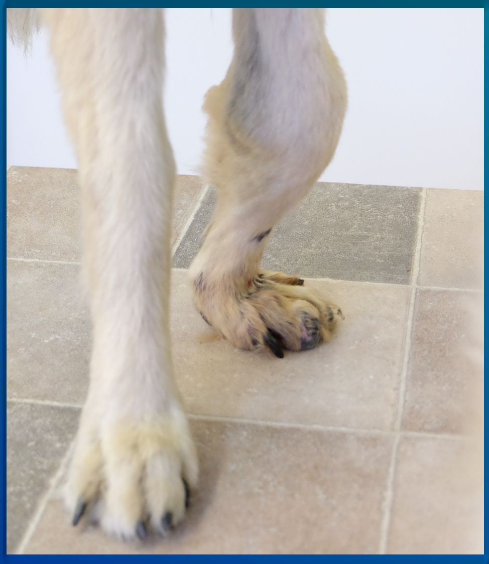 Karpalgelenk Pfaff Tierorthopädie