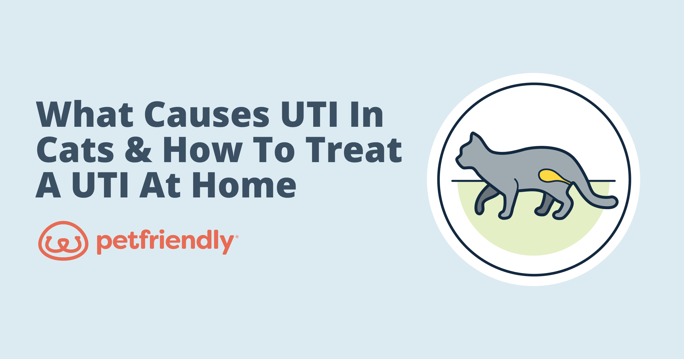 What Causes UTI in Cats & How to Treat a UTI at Home