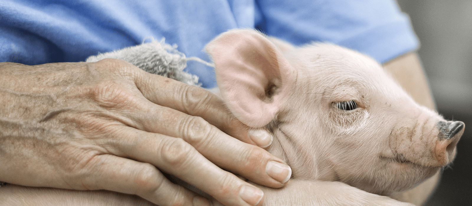 Aging & Society Mini PotBellied Pigs Ham It Up Visiting Patients With Alzheimer's Disease