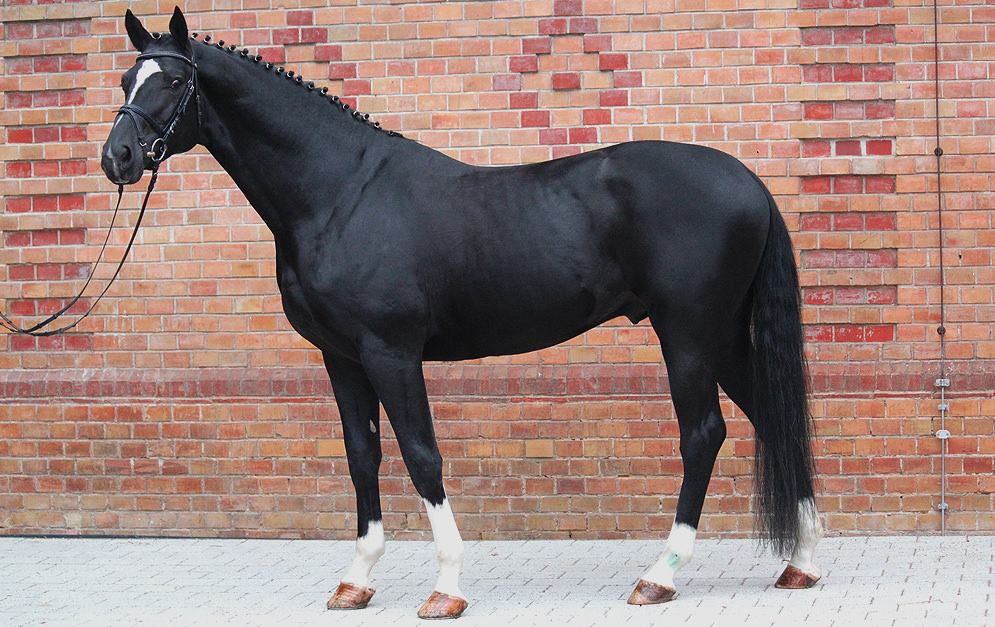 Württemberger Warmblut das Spring und Dressurtalent PferdeMagazin