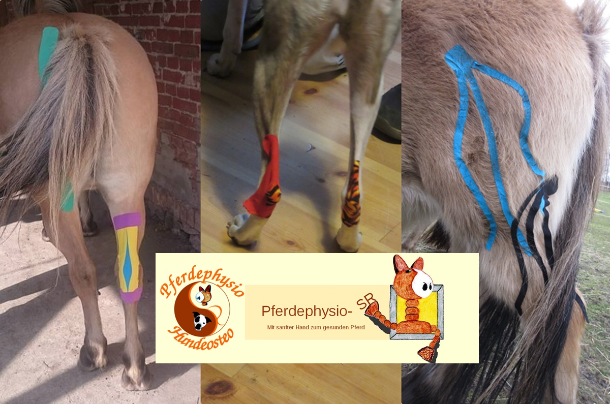 Praxisseminar Kinesio Taping für Pferd und Hund
