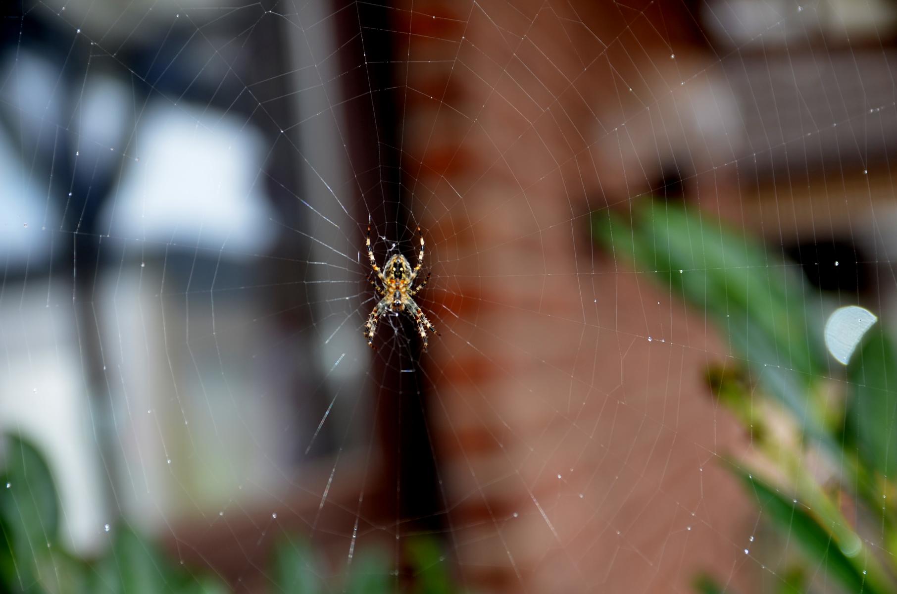 Die Sache mit den Spinnen...