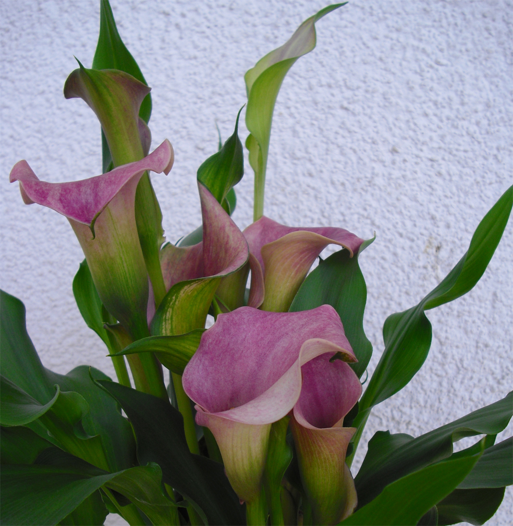 Zantedeschien (Calla) Pflanzen LillyPflanzen Lilly