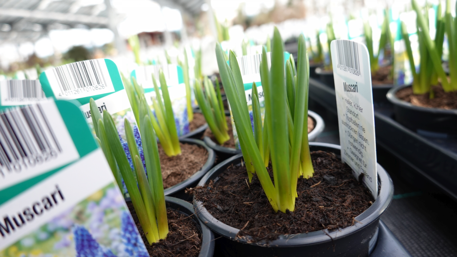 PFLANZEN RIES Gartencenter Blumenzwiebeln