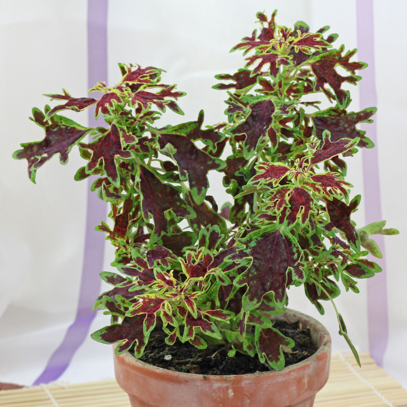 Die Pflege der Buntnessel (Solenostemon scutellarioides