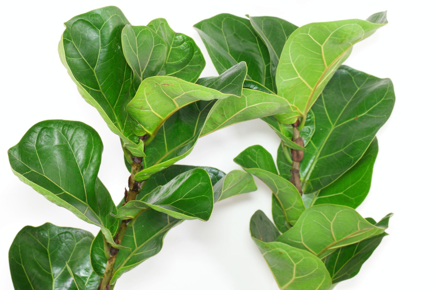 Geigenfeige (Ficus lyrata) Pflege
