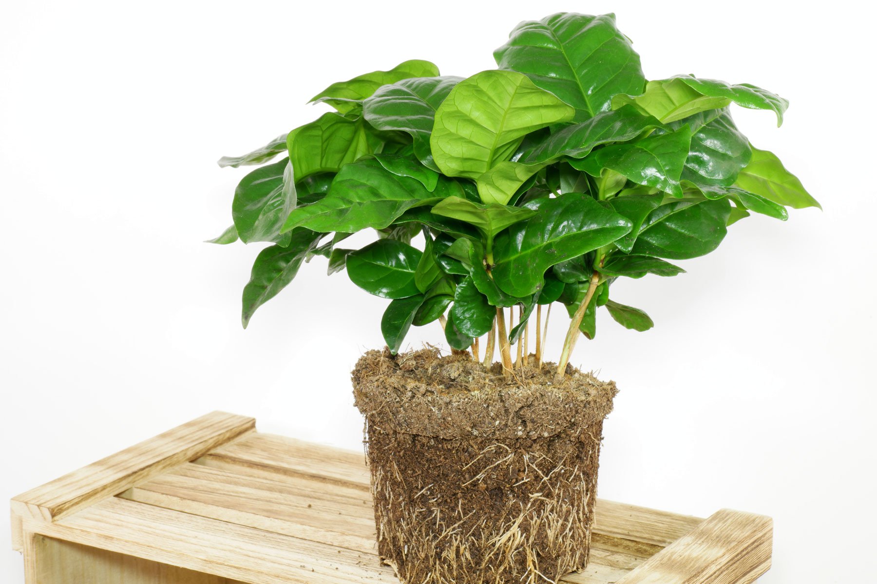 Kaffee (Coffea arabica) Pflege