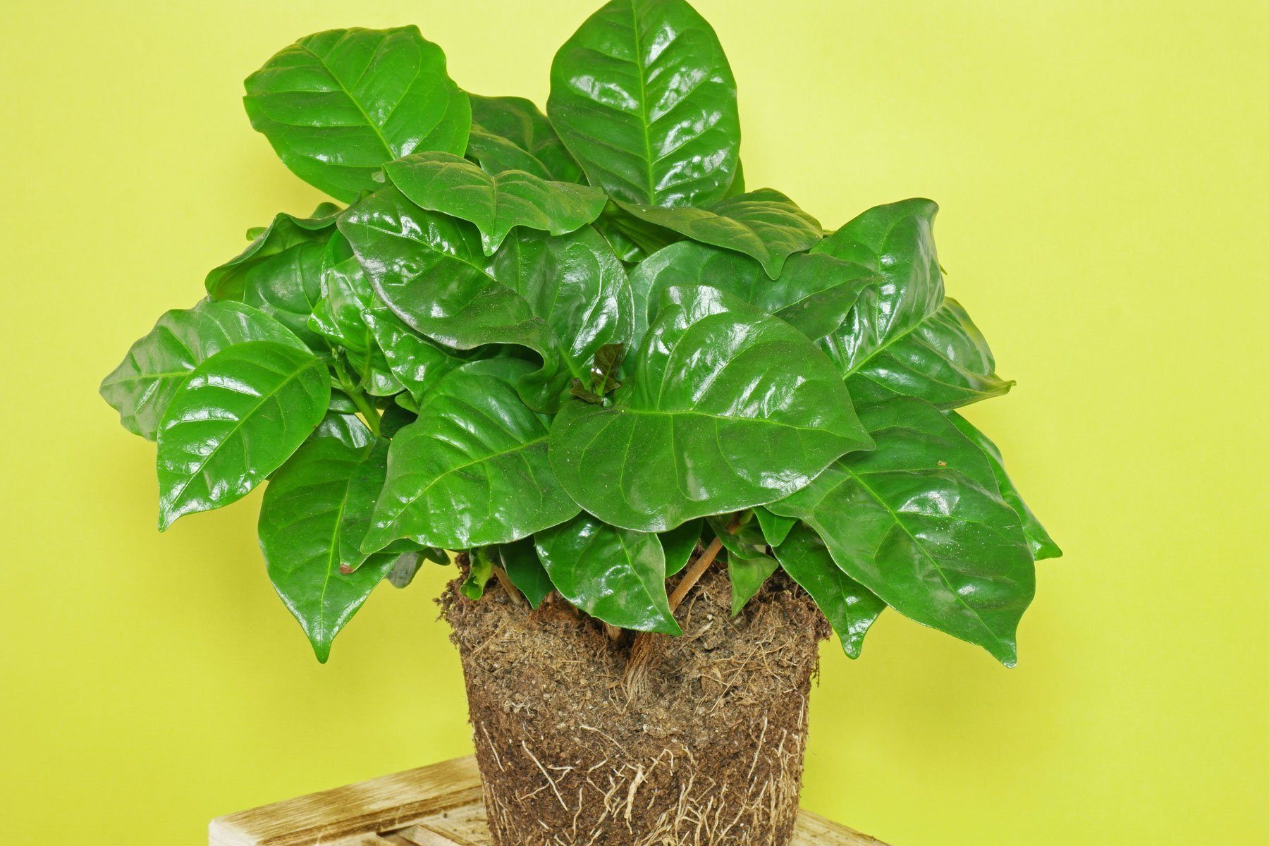 Kaffee (Coffea arabica) Pflege