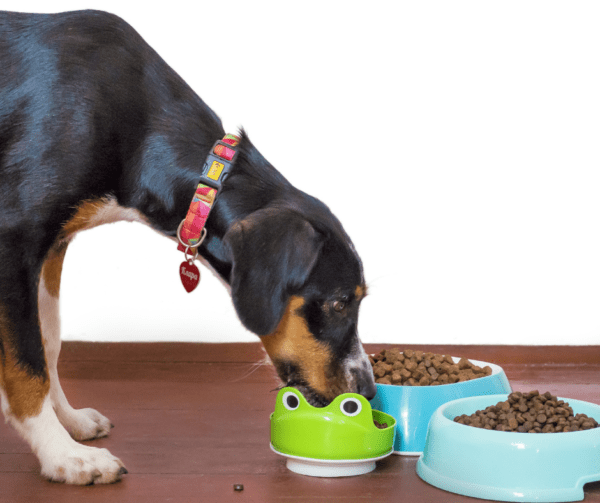 Unverträglichkeiten bei Hunden Pfötchentraining
