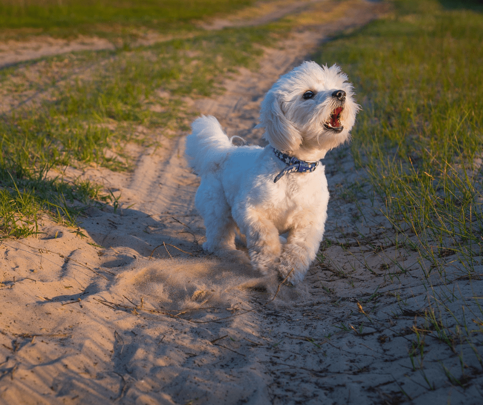 Hilfe, mein Hund bellt! 3 Tipps Pfötchentraining