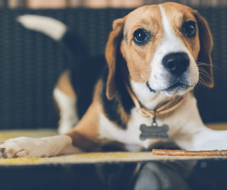 Hilfe, mein Hund bellt! 3 Tipps Pfötchentraining