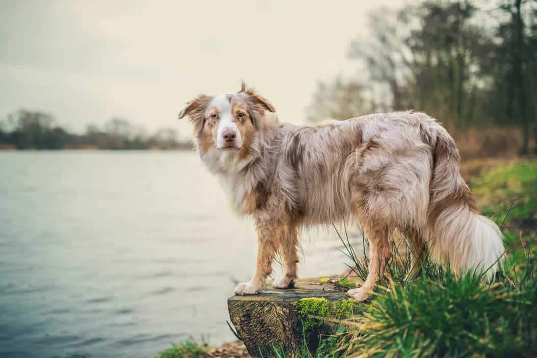 MerleGen Alles, was Du über den MerleFaktor wissen solltest!