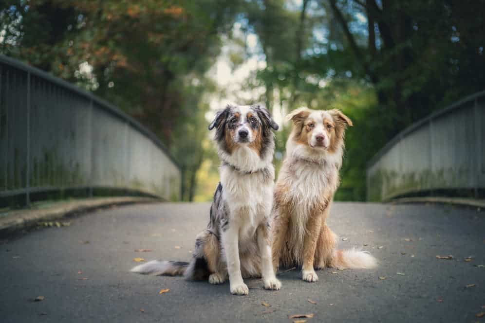 MerleGen Alles, was Du über den MerleFaktor wissen solltest!