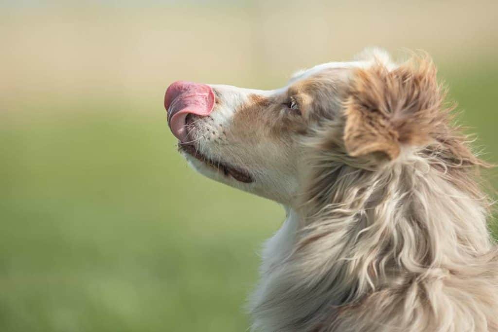 Hundetricks 10 einfache Anleitungen zum Nachmachen