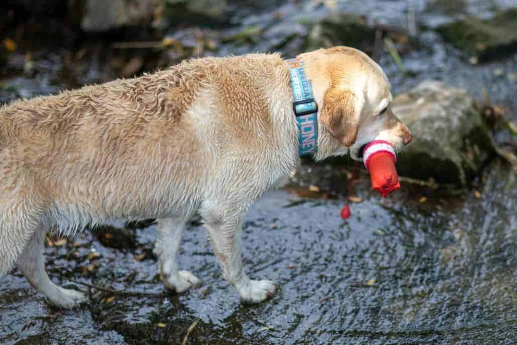 Was kostet ein Hund Wir zeigen Dir alle möglichen Kosten!