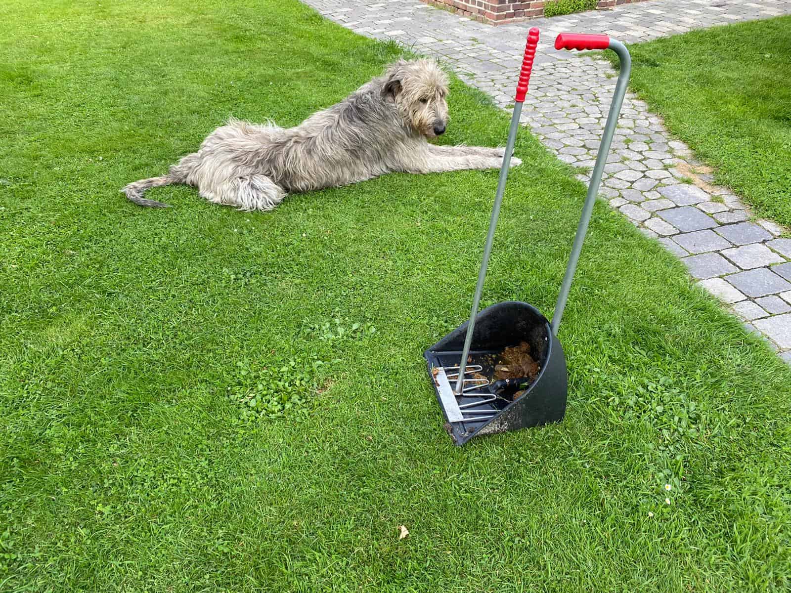 Hundekotschaufel gesucht? Wir haben verschiedene Modelle getestet!