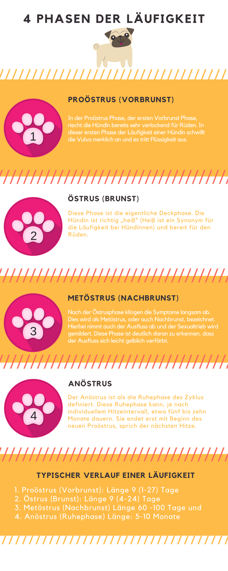 Phasen Der Läufigkeit Beim Hund