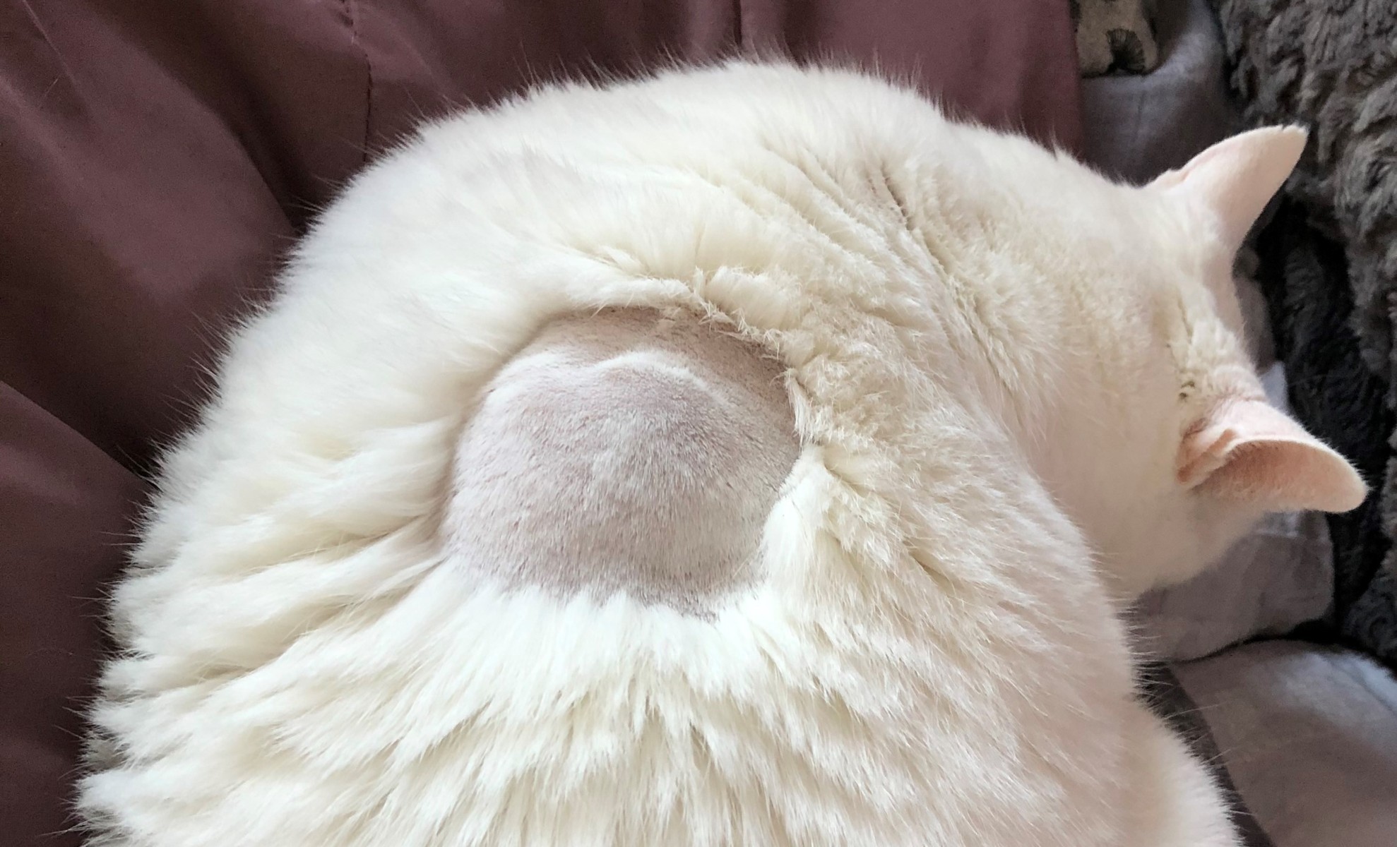 FeLV (Felines LeukämieVirus) "Katzenleukose" Pfotencafe Leben