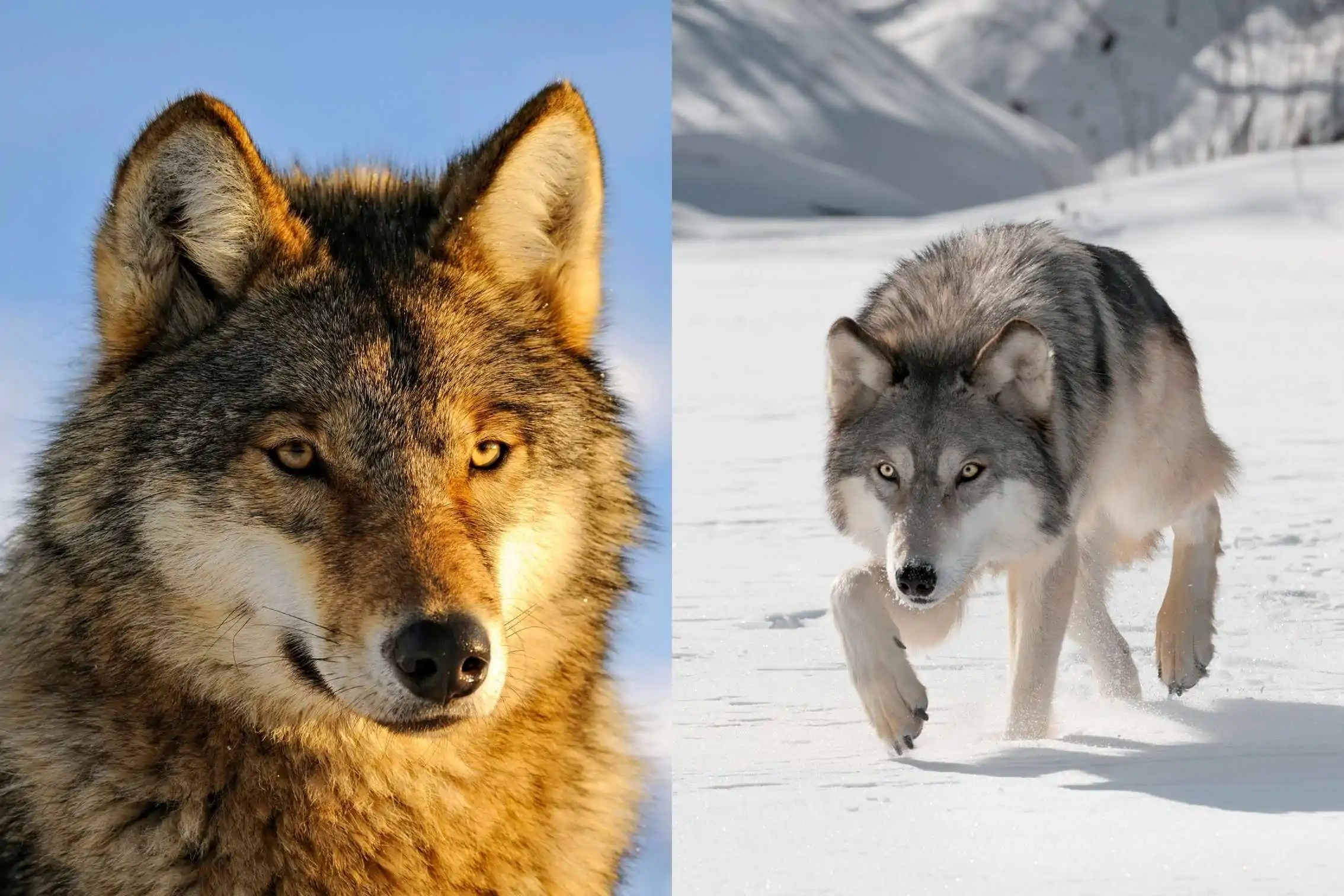10 beeindruckende Wolfsarten (Fakten, Fotos & mehr) Pfotenwiki