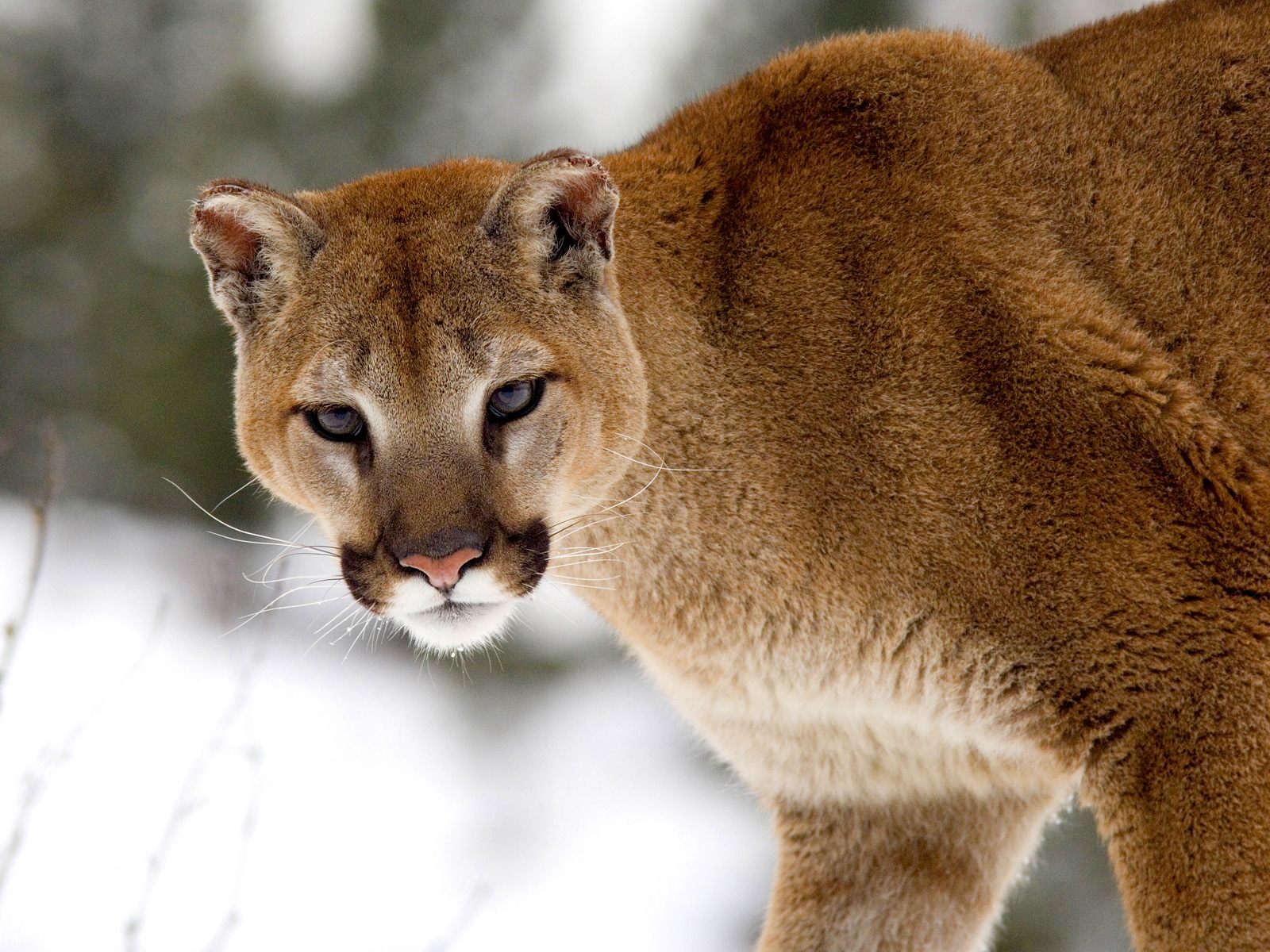 Mountain Lion (Cougar). Help Change The World. The Future Of The