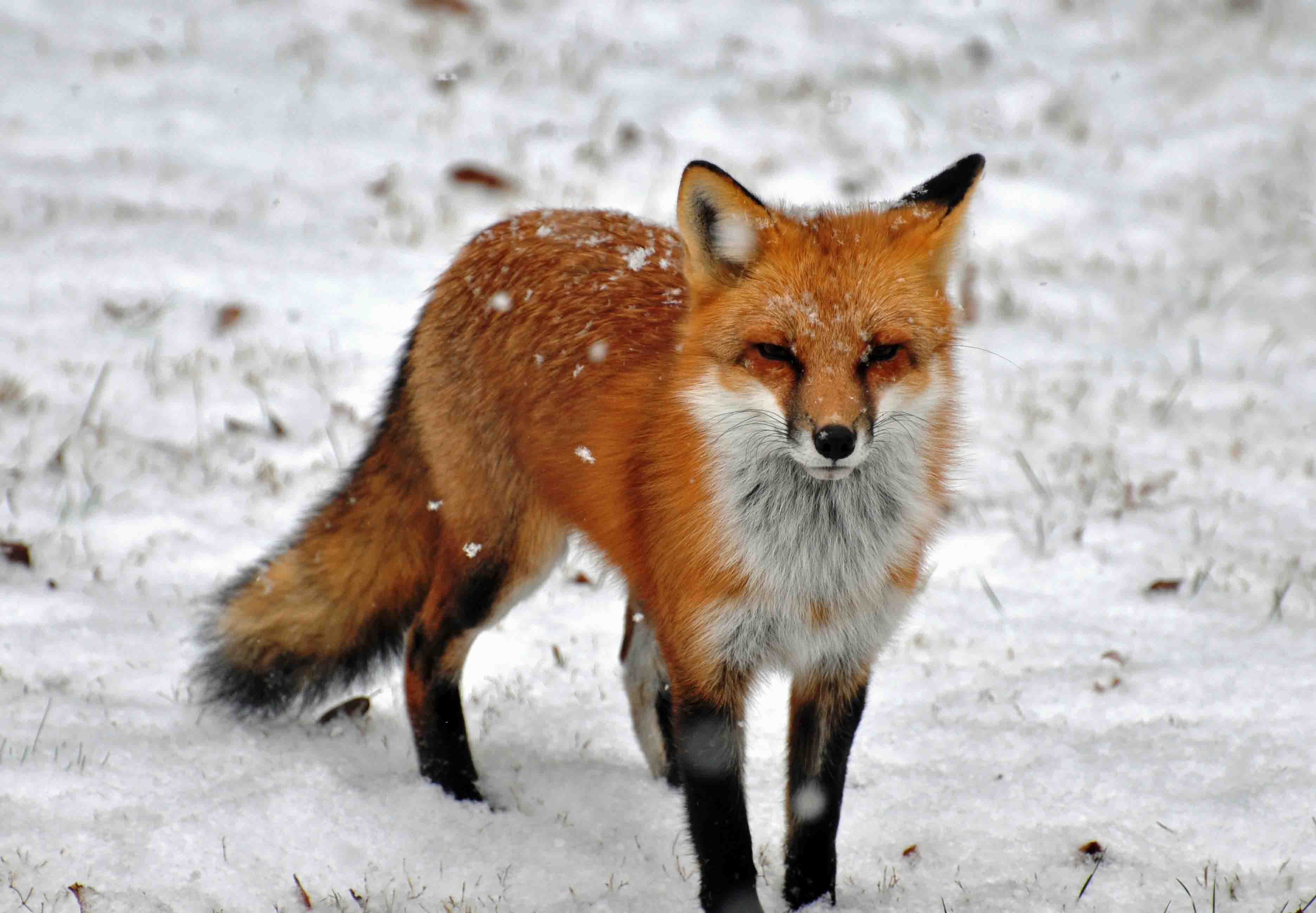 The red fox (Vulpes vulpes). PRINCE COUNTY PARENTS, MARYLAND