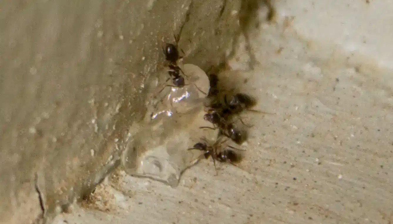 Tiny piles of sand in my house?