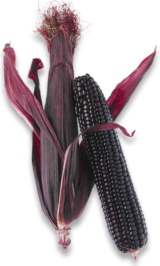 Sweet purple corn Suntava Hybrid Purple Corn Suntava Corn Suntava Purple Corn Suntava