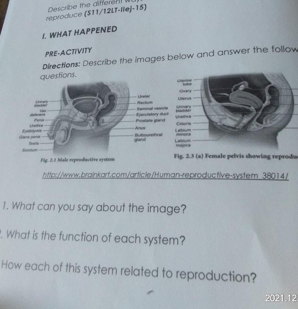 PREACTIVITY Directions Describe the images below and answer the