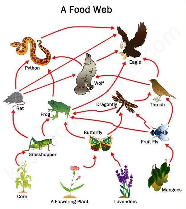 17._________________results from the interconnected food chains.A