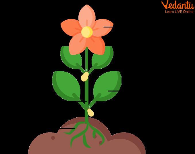 parts of the plants grow Brainly.ph