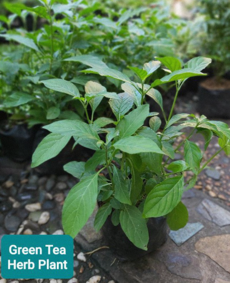 Green Tea Plant STRICTLY LUZON ONLY with FREE plastic pot, pebbles and