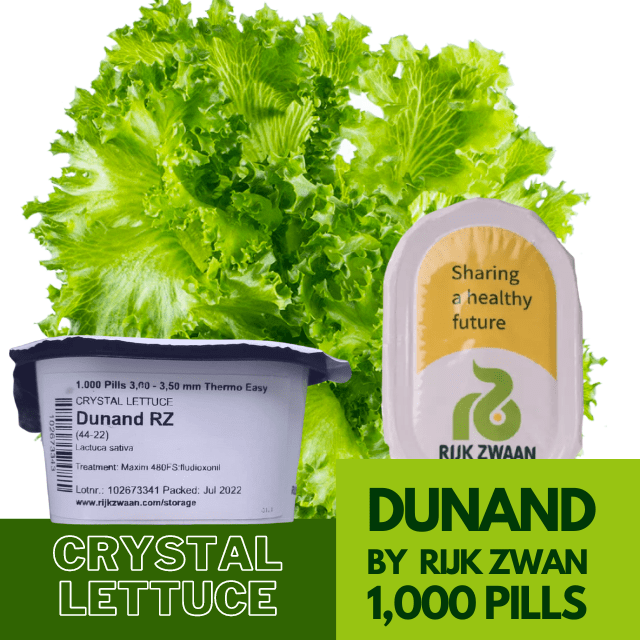 Dunand by Rijk Zwaan RZ Crystal Lettuce Seed Lazada PH