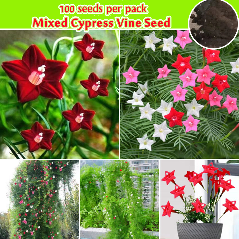 อัตรางอกสูง ดาวนายร้อย เมล็ดพันธุ์ คละสี Rare Colorful Cypress Vine