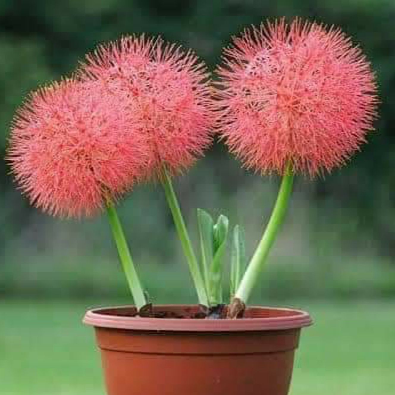 Amaryllis "FIREBALL" BULB ONLY, No Flower, No Leaves, No Buds Lazada PH