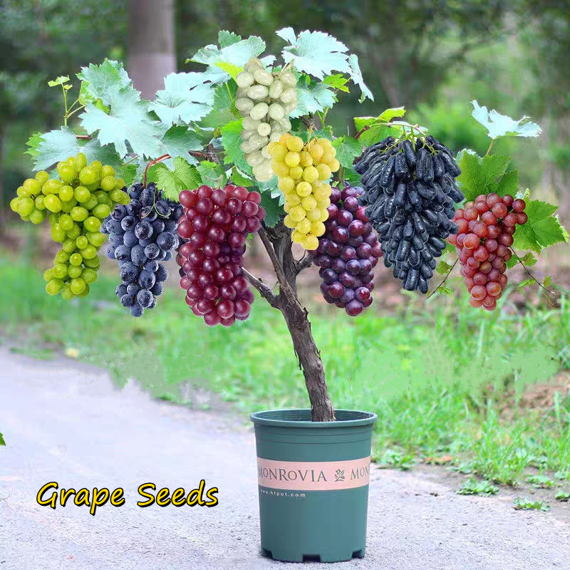 [Hot Sale] Ready Stock Hybrid Sweet Grape Seeds for Planting (100 Seeds