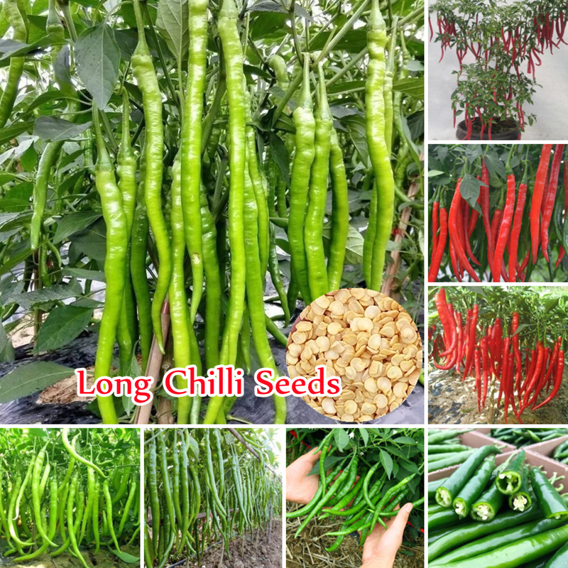 [Fast Delivery] 100 Authentic Long Chilli Seeds (50 Seeds ) Organic
