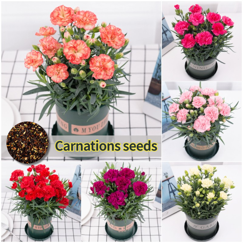 [Easy to grow in the Philippines] 150pcs Carnation Seeds for Planting