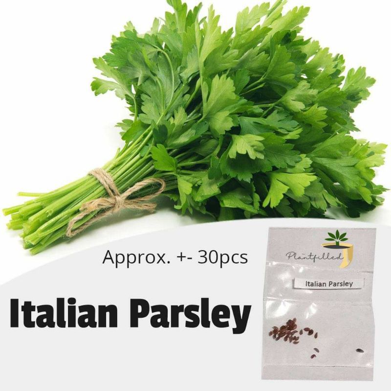 [Plantfilled] Italian Parsley Seeds Herb Approx 30 Seeds Lazada PH