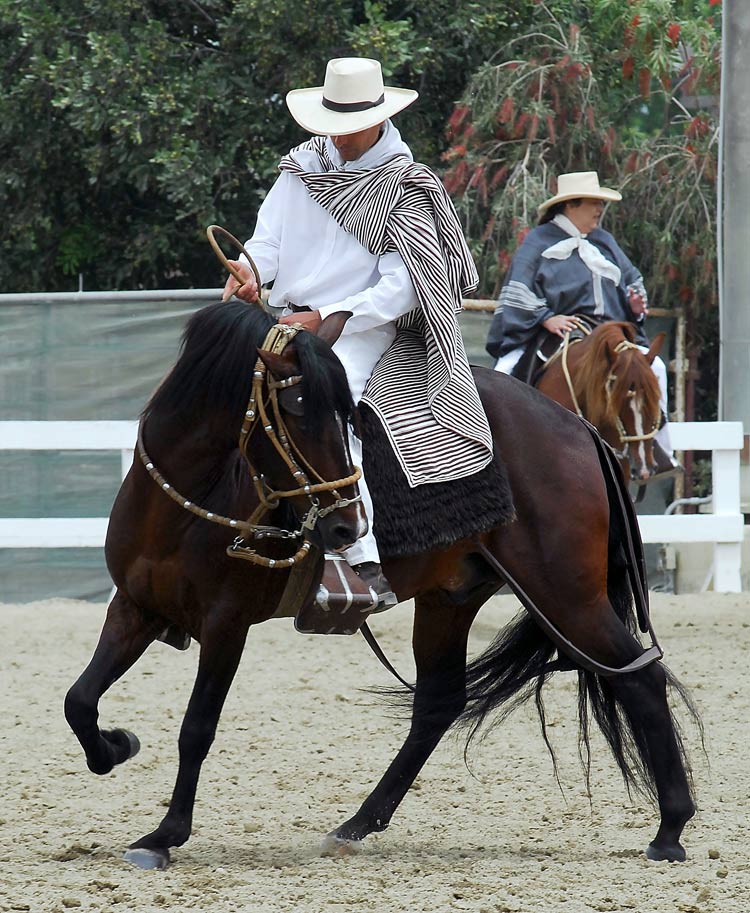 Breed Information Peruvian Horse Association Canada, Breed Info