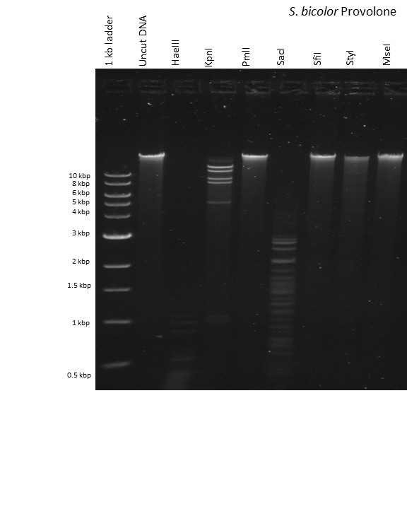 The Actinobacteriophage Database Phage Provolone