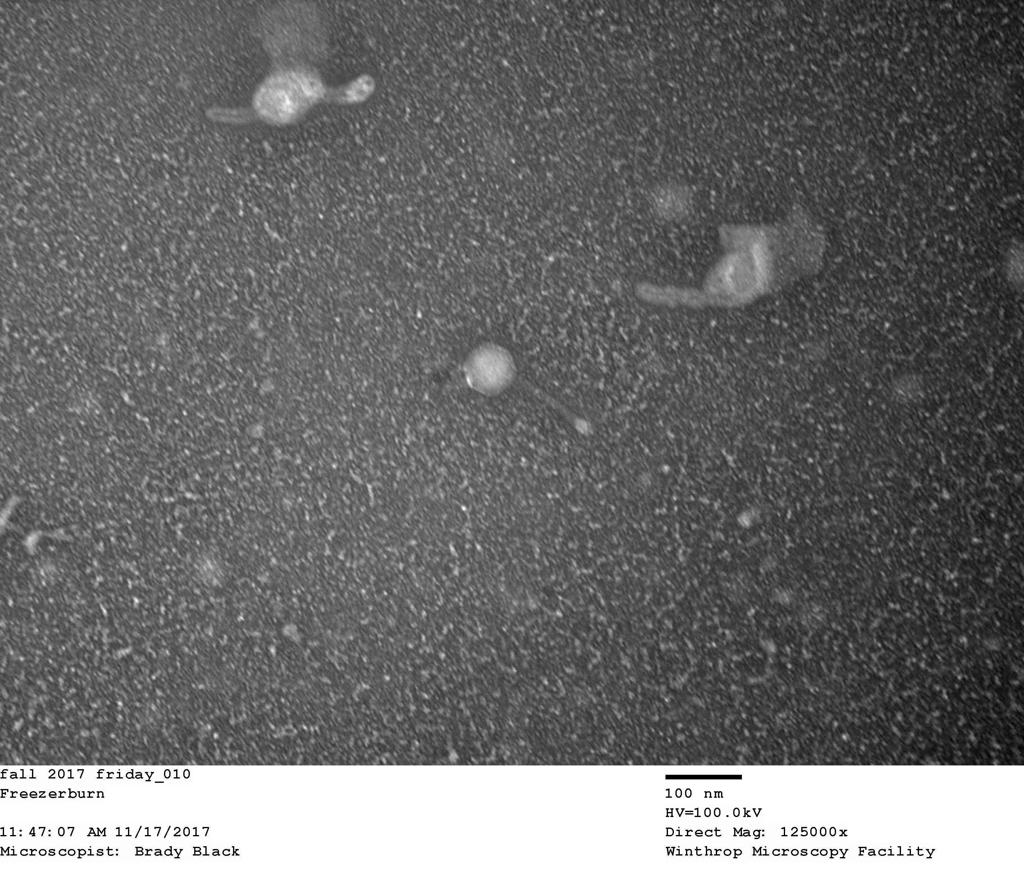 The Actinobacteriophage Database Phage Freezerburn