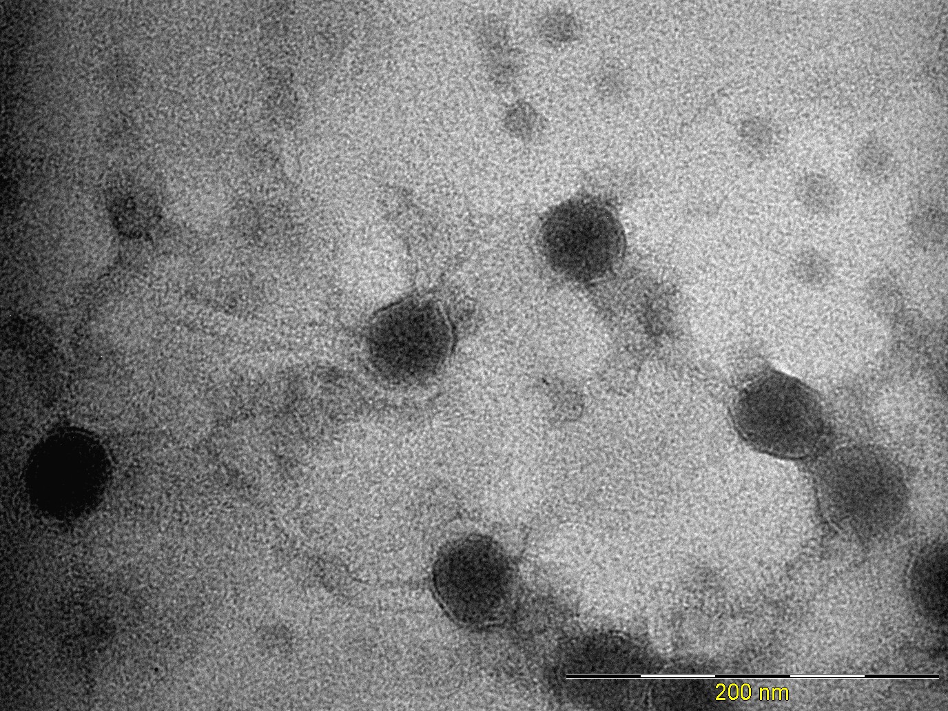 The Actinobacteriophage Database Phage Nardis