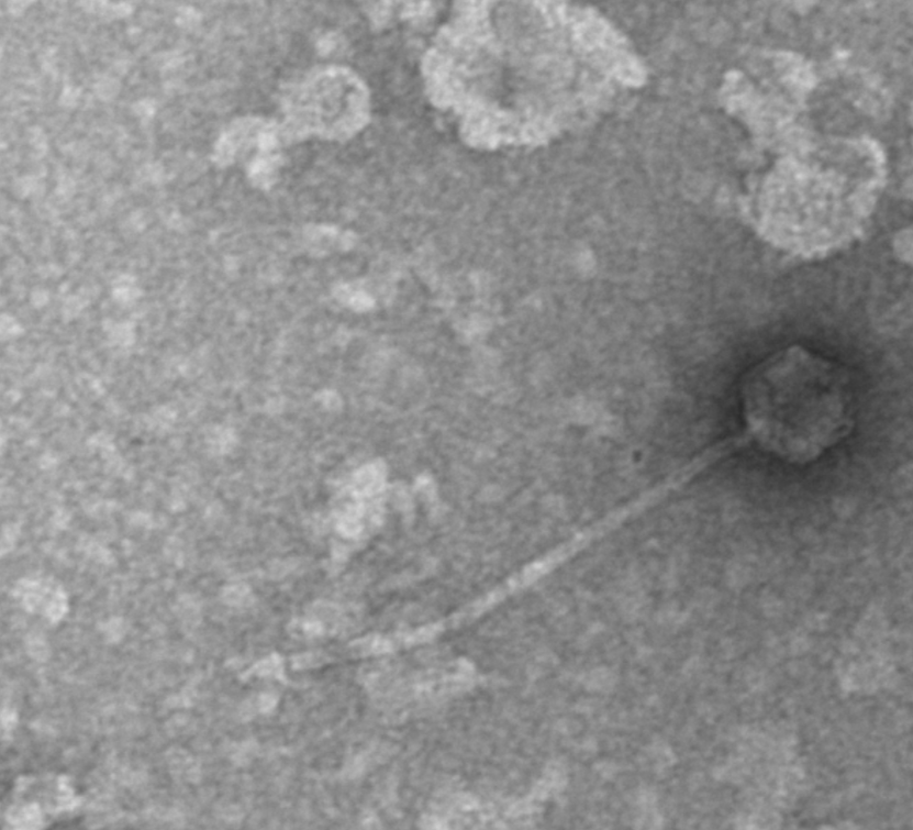 The Actinobacteriophage Database Phage Periwinkle
