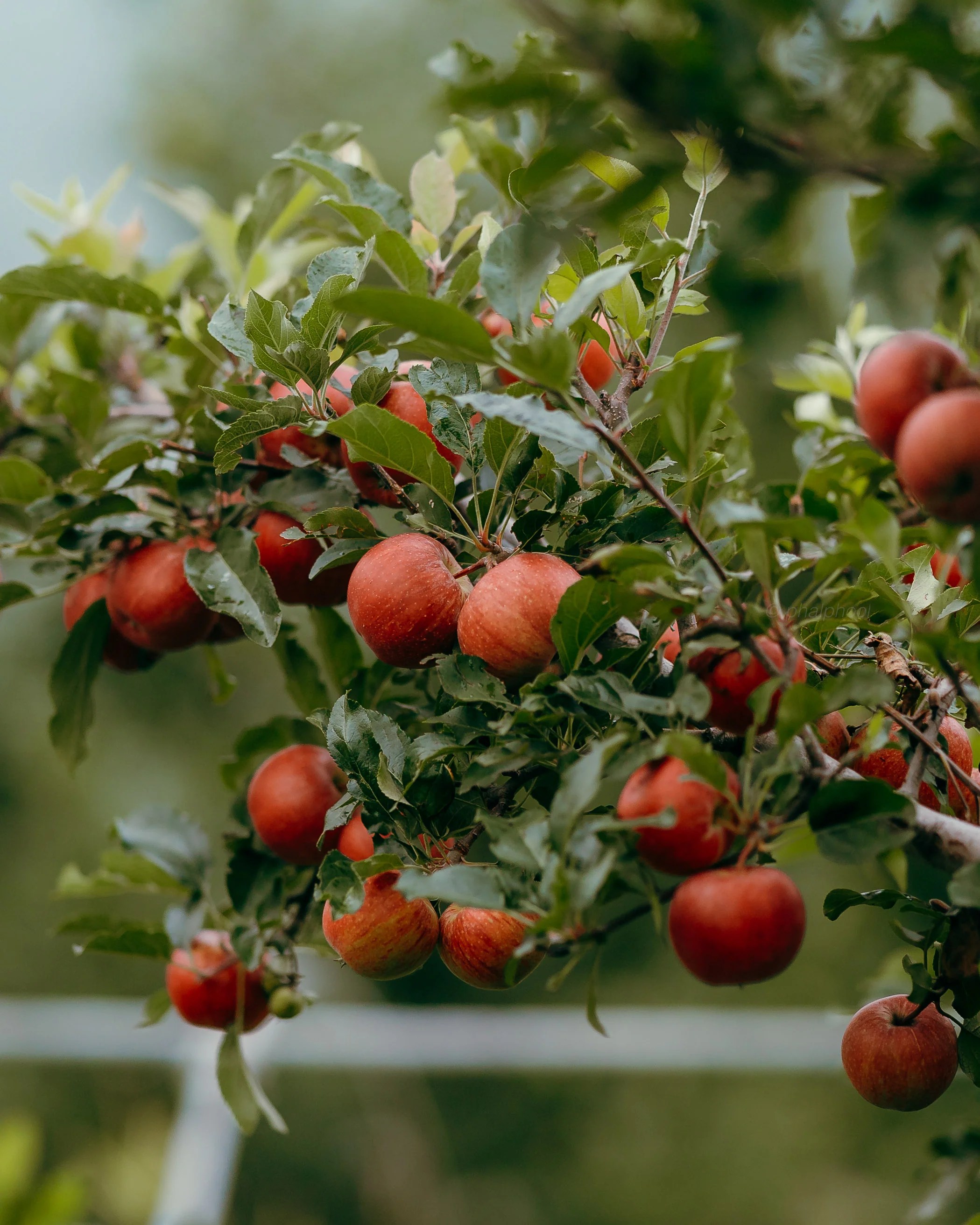Gale Gala Apples Phal Phool