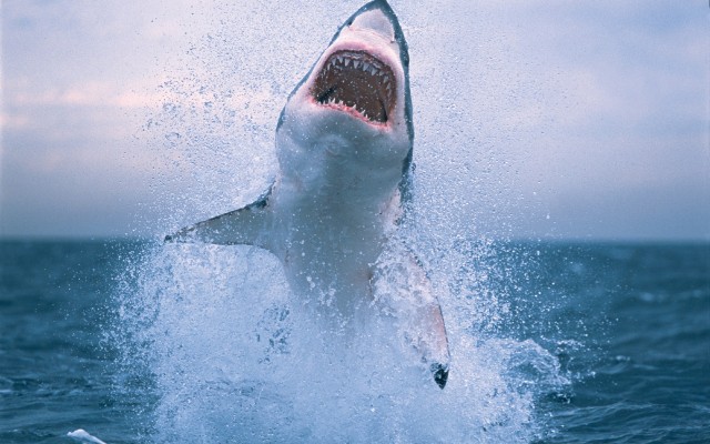 Android Wallpaper Shark Attack Phandroid