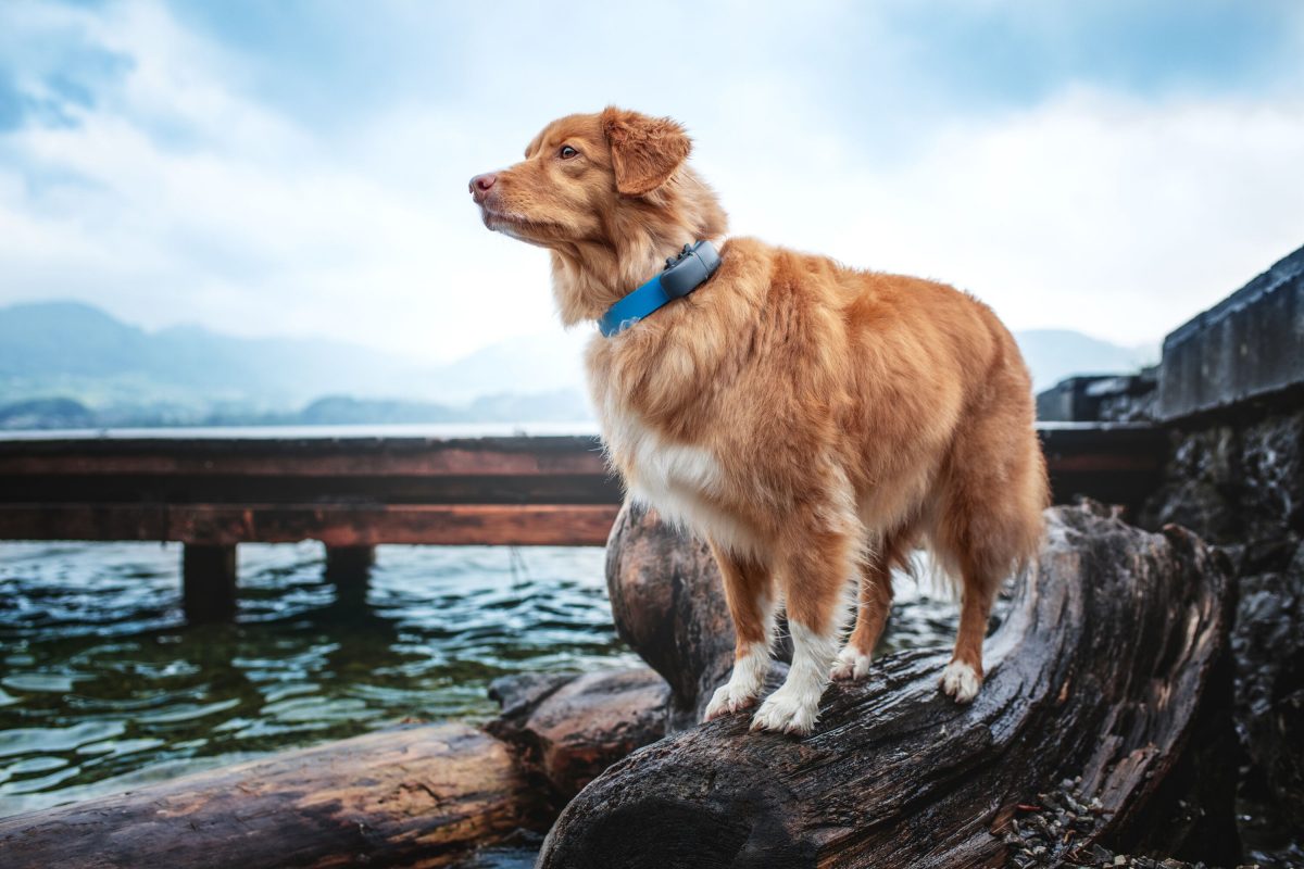 GPS tracking for your pets made easy and affordable