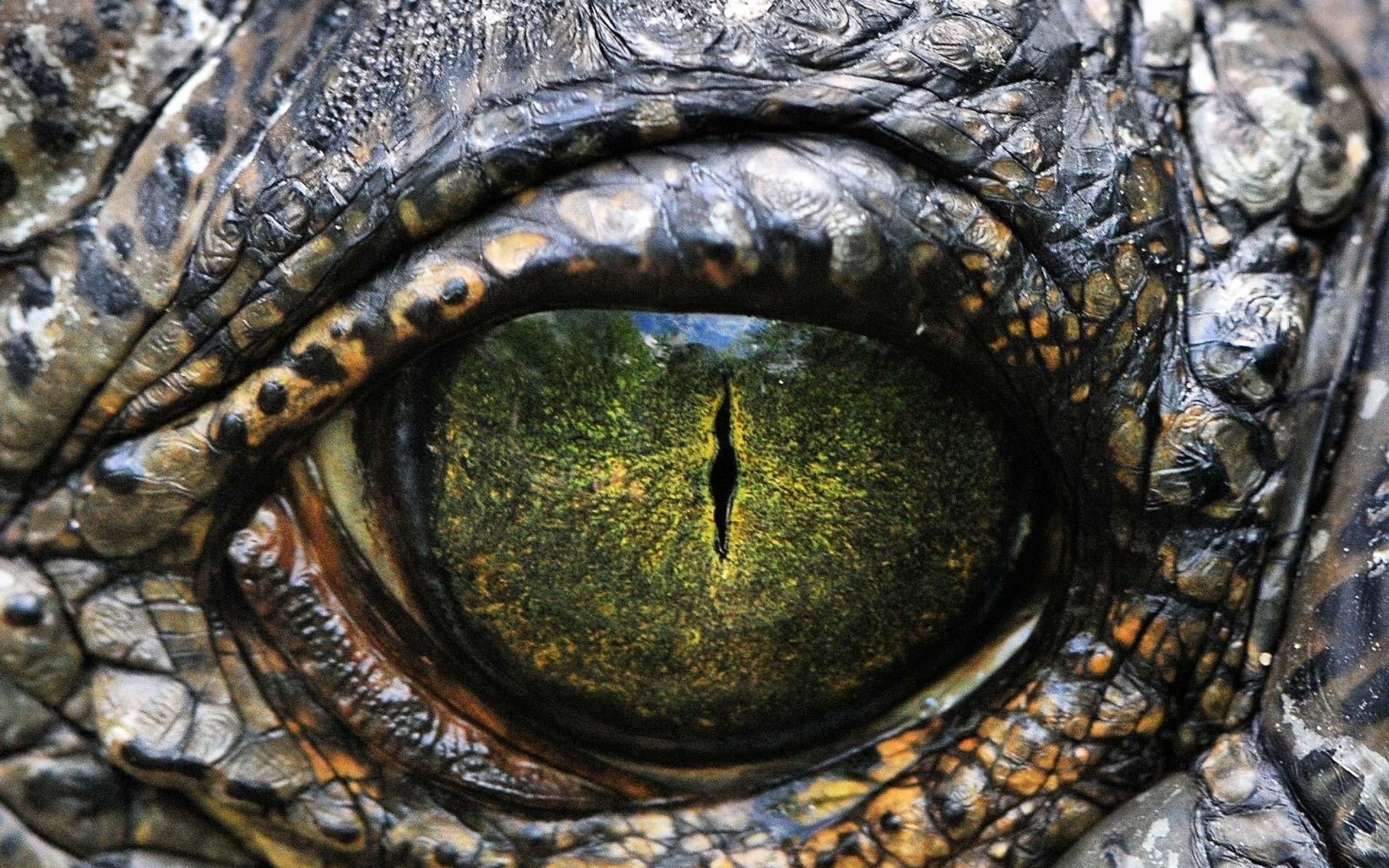 Android Wallpaper Walking with Dinosaurs